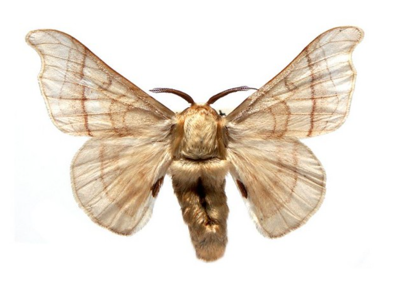 Male Silk Moth Extract.png