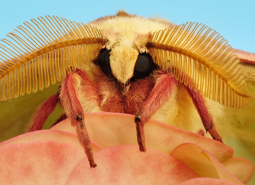 Male silk moth extracting liquid and its preparation method baisfu sell for USA