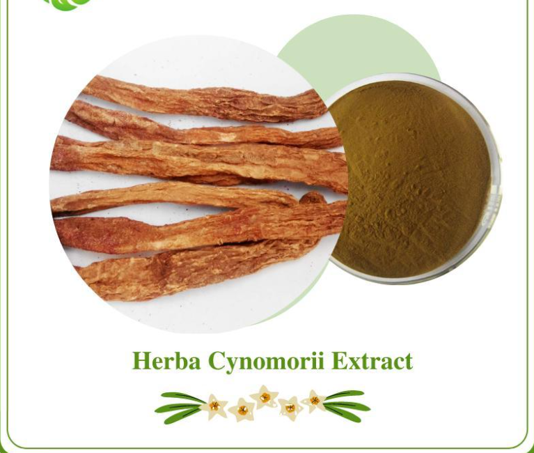 Cynomorium Stem Extract Powder BP EP USP CAS 10421-49-5