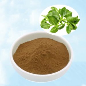 Andrographis Paniculata Extract